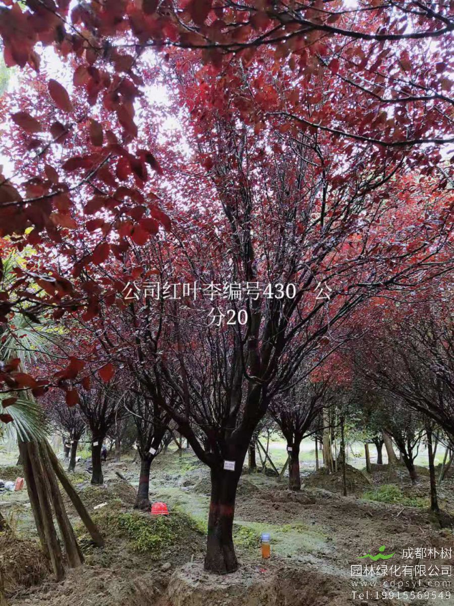 18公分最新红叶李价格5600元-红叶李便宜好货正在热销-现挖现卖